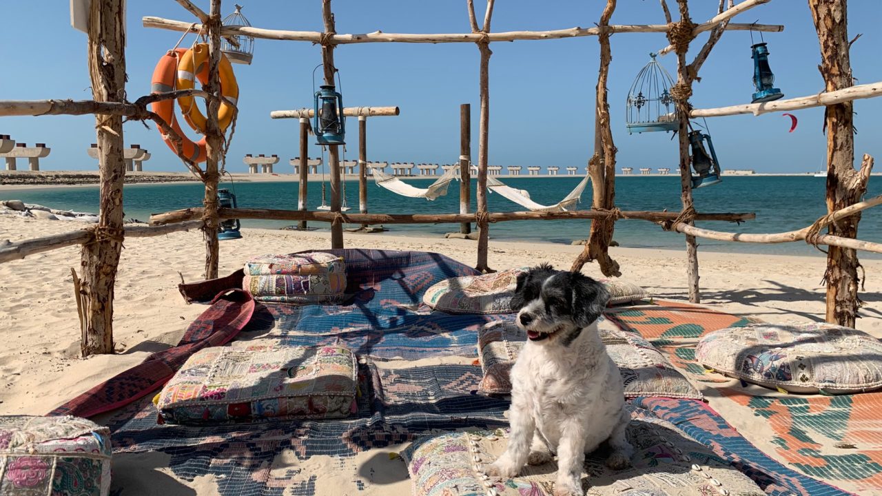 https://www.livehealthymag.com/wp-content/uploads/2020/01/Dubai-dogs-1280x720.jpg