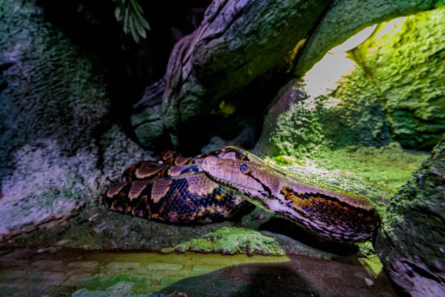 Super snake The National Aquarium
