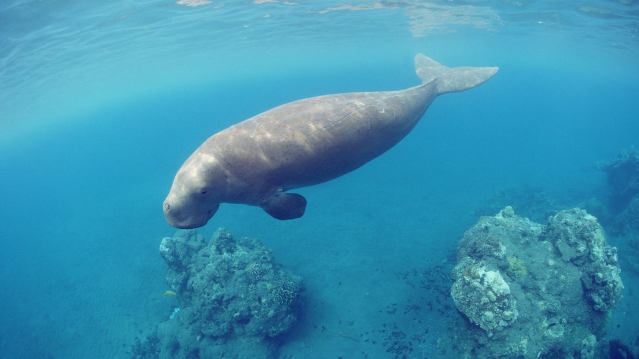 https://www.livehealthymag.com/wp-content/uploads/2022/02/Dugongs-population-in-Abu-Dhabi-is-the-worlds-second-largest-1280x720.jpg