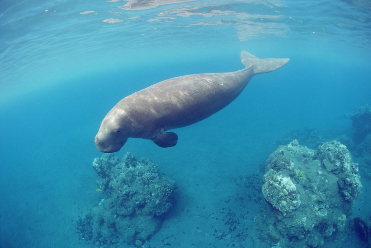 Dugongs population in Abu Dhabi is the world’s second largest
