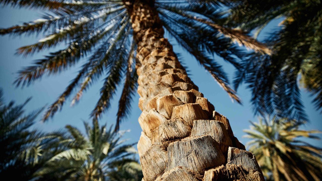 https://www.livehealthymag.com/wp-content/uploads/2022/04/date-palm-trees-1280x720.jpg