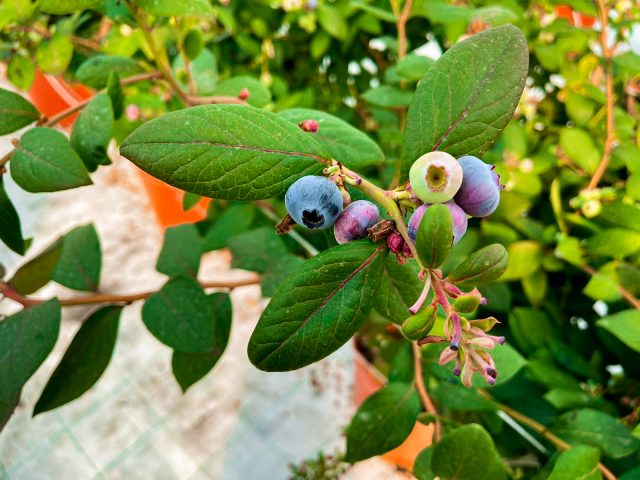 indoor farming blueberries