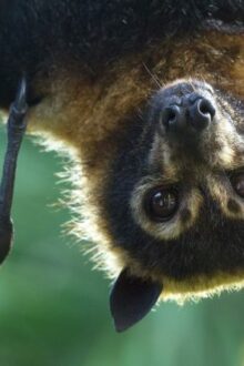 Malaysian Flying Foxes at Green Planet