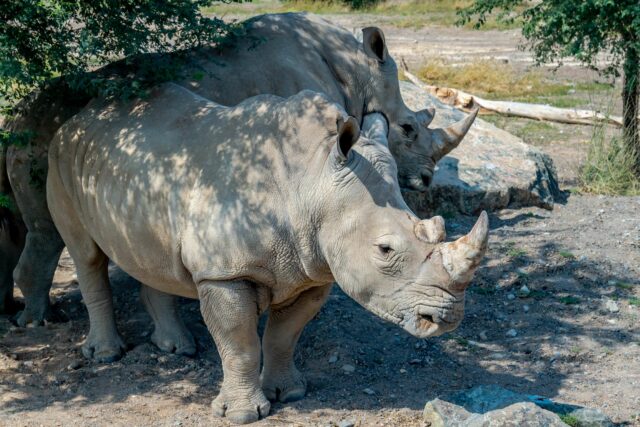 Endangered animals white rhino