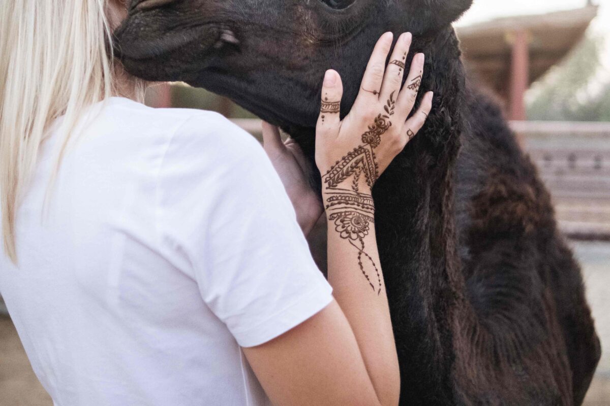 I tried camel hugging at The Camel Farm