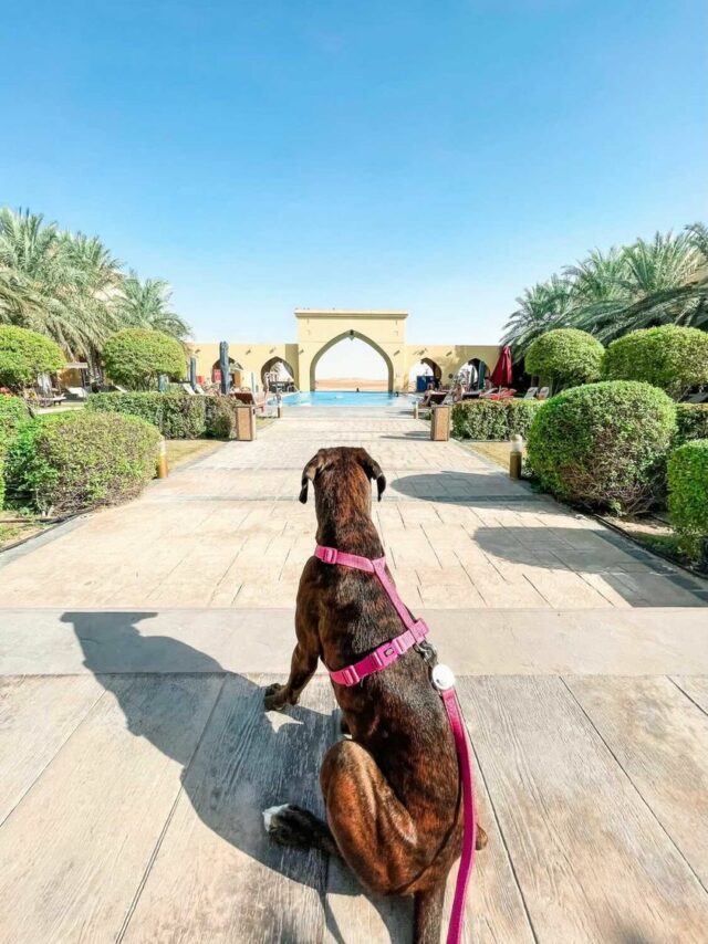 Tilal Liwa Hotel Luna the boxer dog friendly UAE