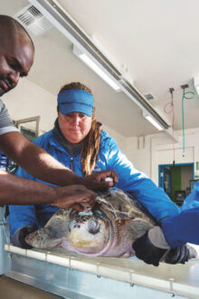 Yas SeaWorld Research & Rescue